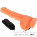 Baile model z wibracją - anatomiczna forma, silna przyssawka, sterowanie pilotem BAILE