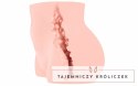 Cleo Model Anatomiczny Intymny z Teksturowanym Wnętrzem 8809392181166 Kokos